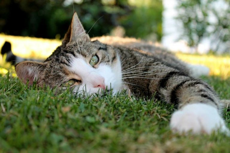 cat, domestic cat, black-and-white-173669.jpg