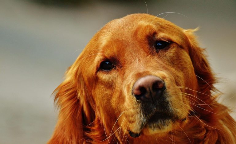 golden retriever, dog, fur-1349045.jpg