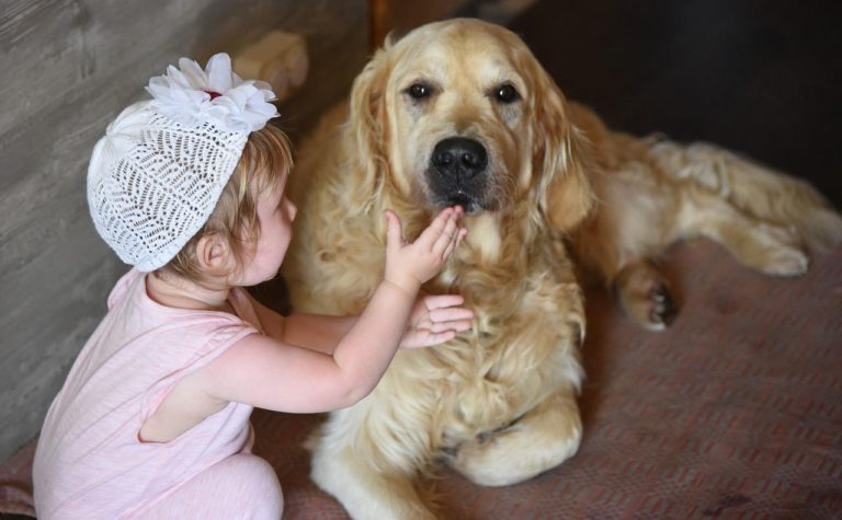 dog, girl, retriever-2645627.jpg