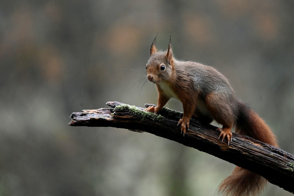 red squirrel, squirrel, animal-6867105.jpg