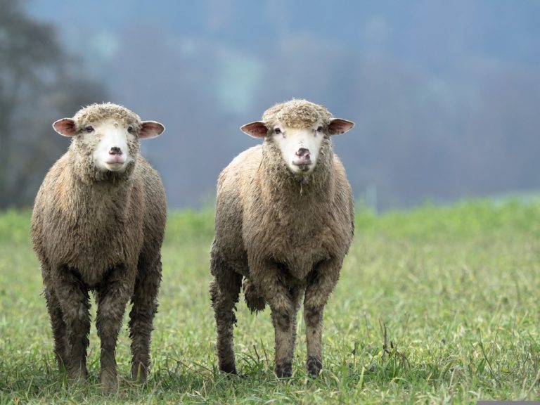 sheep, animal, twin-2784671.jpg