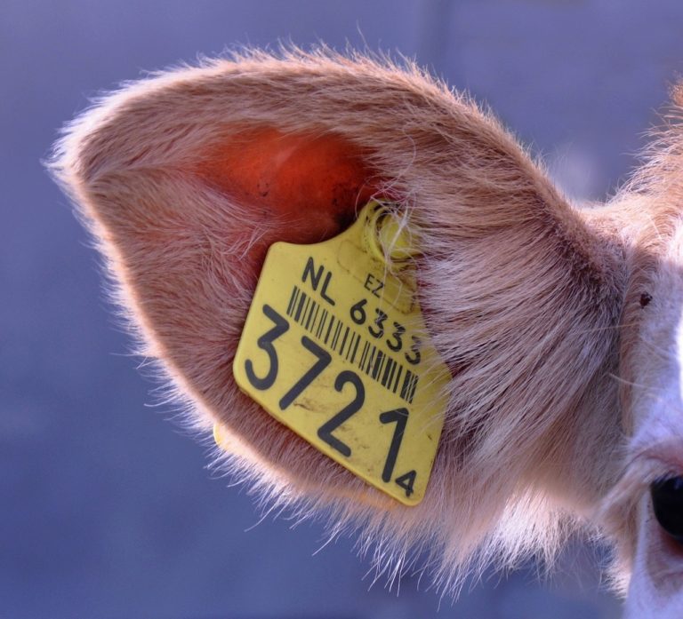 label, ear, tag-990091.jpg