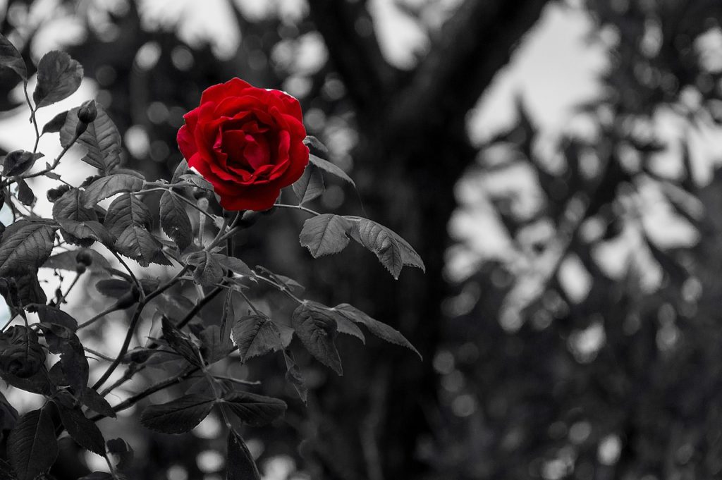 black-and-white, rose, flower-2305547.jpg