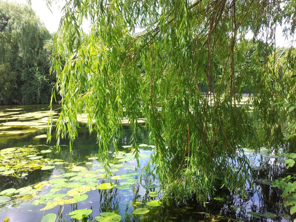 willow, trees, greenery-265038.jpg