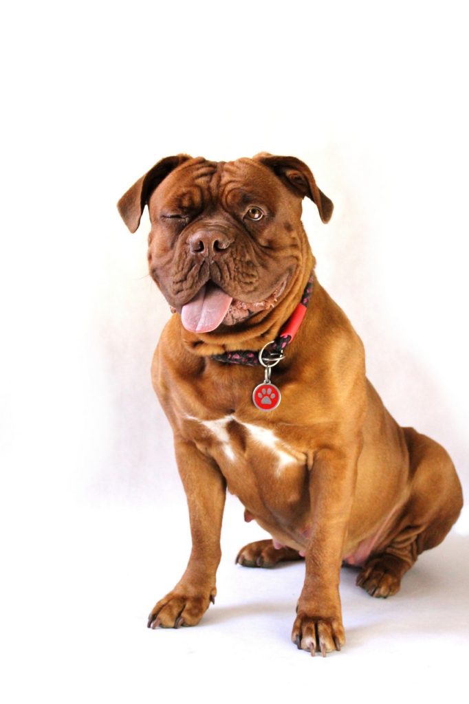 dog, big, dogue de bordeaux-794781.jpg