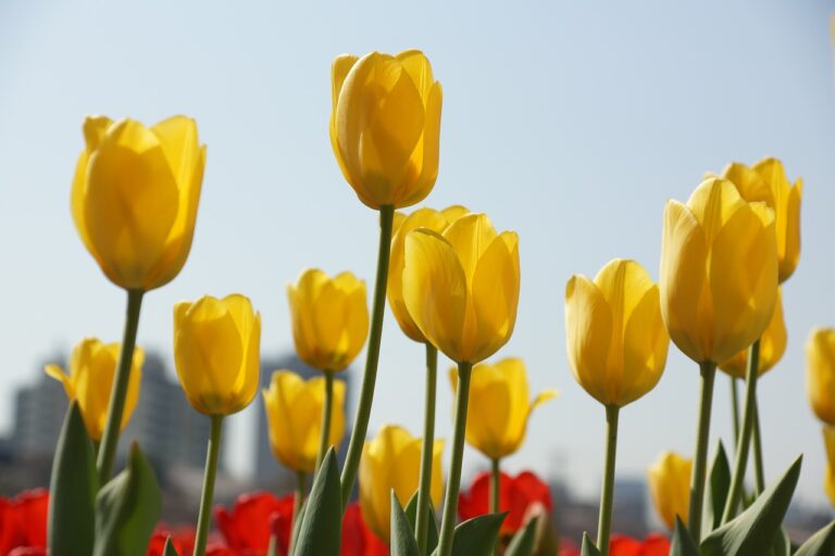 tulip, spring flowers, flower gardens-7120784.jpg